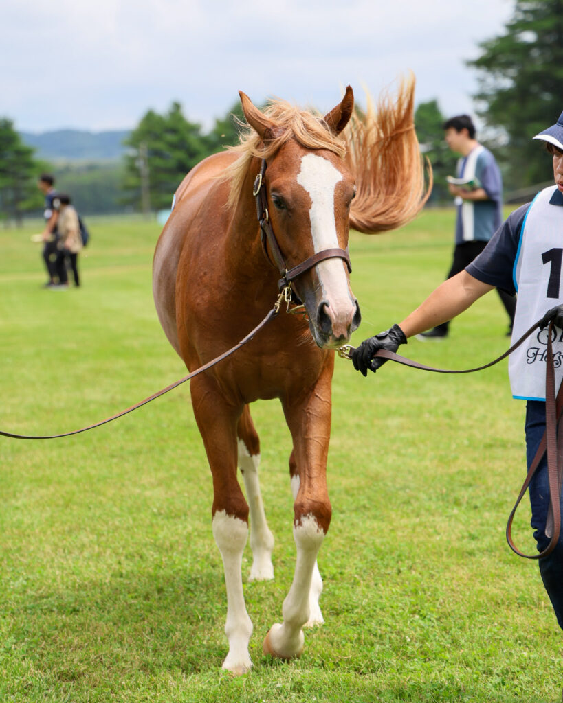 2025年シルク・ホースクラブ募集馬ツアーで訪れたノーザンファームYearling。栗毛の牡馬「ギルデッドミラーの24」が担当者さんと一緒に歩いている写真。正面からの写真で金色のたてがみと尻尾がかっこいい。