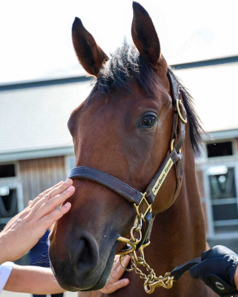2025年シルク・ホースクラブ募集馬ツアーで訪れたノーザンファームYearling。鹿毛の牝馬「マースの24」が顔をなだられている写真。大人しく撫でられていてかわいい。