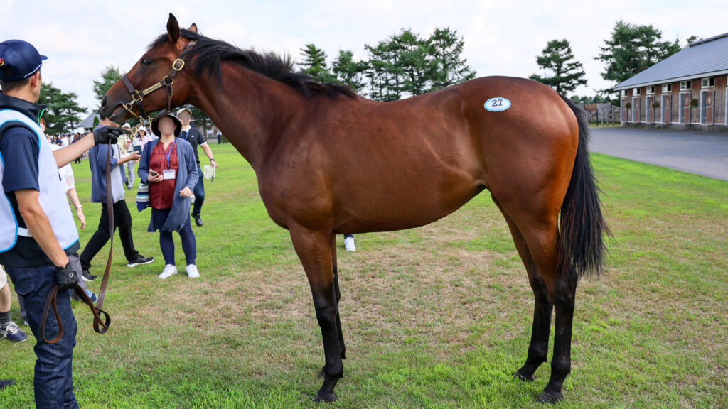 2025年シルク・ホースクラブ募集馬ツアーで訪れたノーザンファームYearling。鹿毛の牝馬「マースの24」を真横から撮影した馬体の写真。