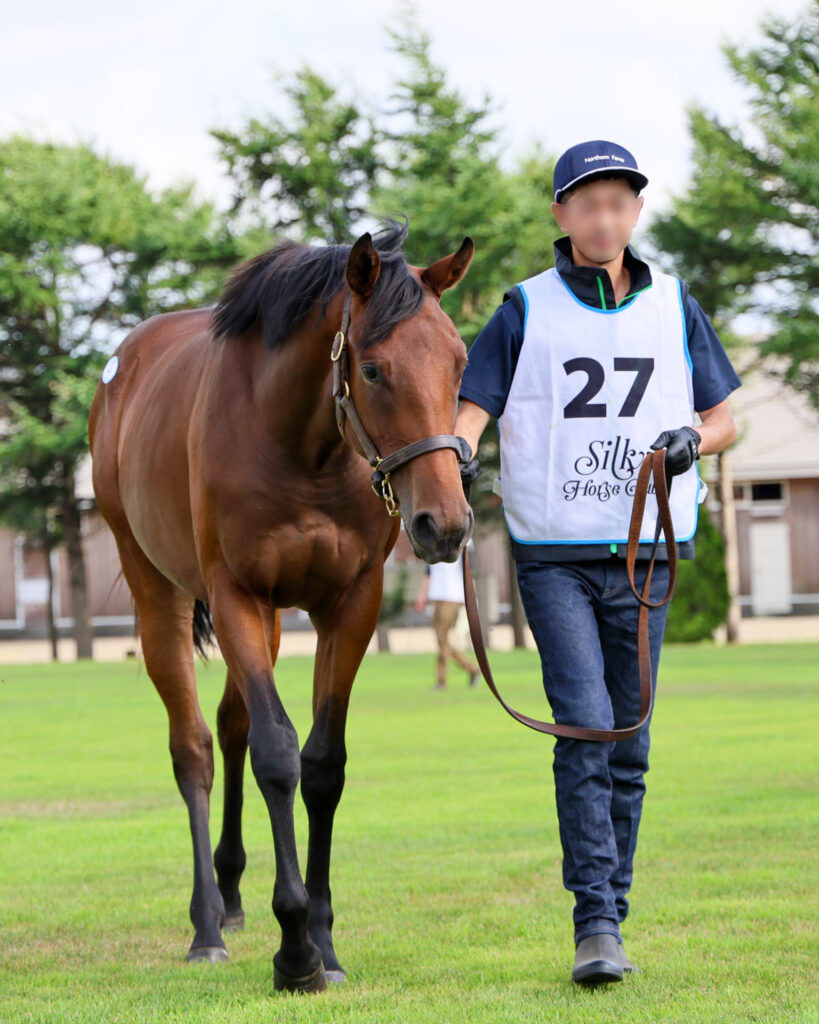 2025年シルク・ホースクラブ募集馬ツアーで訪れたノーザンファームYearling。鹿毛の牝馬「マースの24」が担当者さんと歩いている写真。