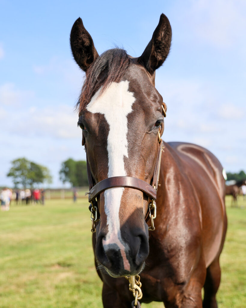 2025年シルク・ホースクラブ募集馬ツアーで訪れたノーザンファームYearling。黒鹿毛の牝馬「ミスビアンカの24」を正面から撮影した写真。眠そう。