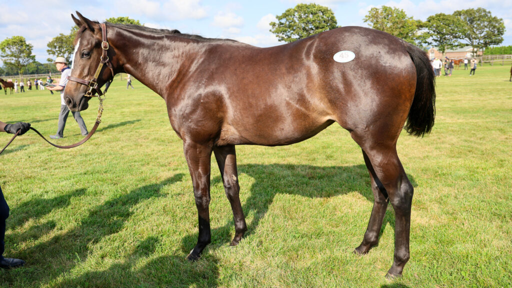 2025年シルク・ホースクラブ募集馬ツアーで訪れたノーザンファームYearling。黒鹿毛の牝馬「ミスビアンカの24」を横から撮影した馬体の写真。