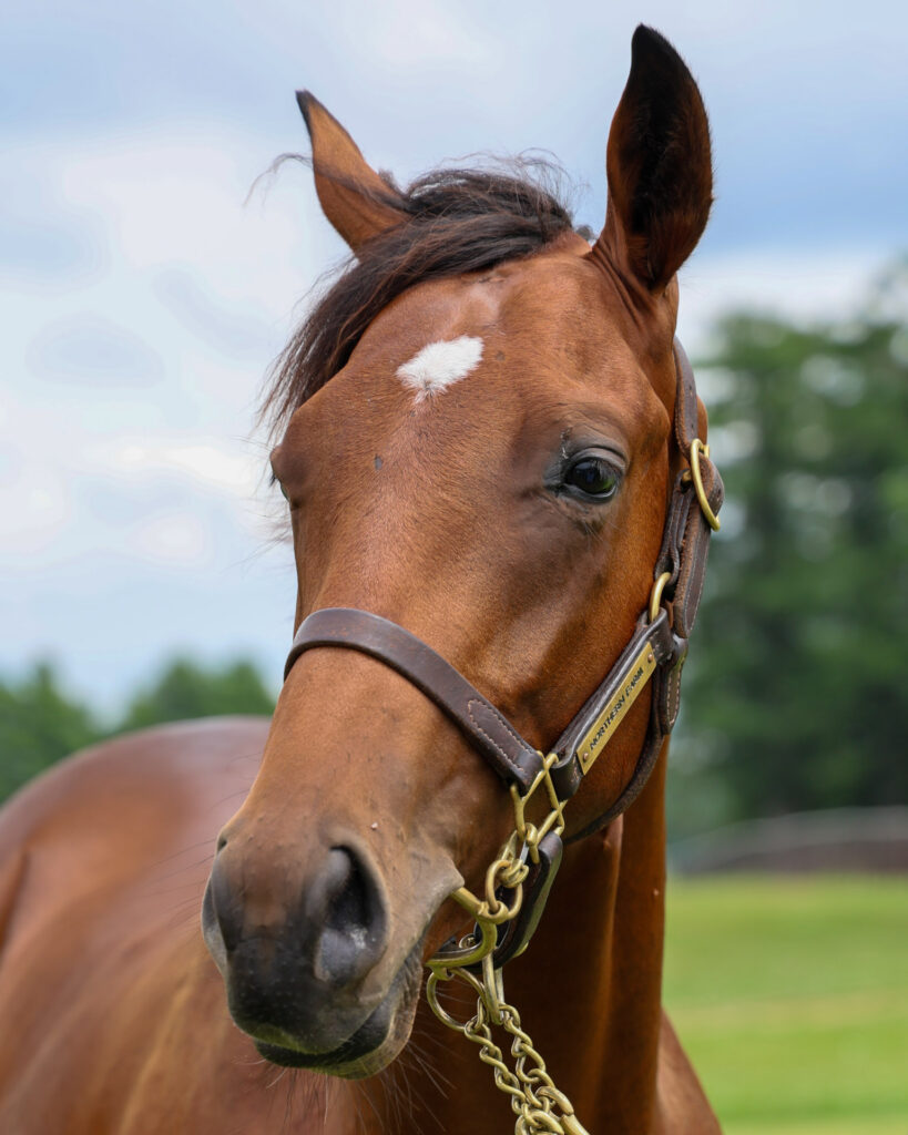 2025年シルク・ホースクラブ募集馬ツアーで訪れたノーザンファームYearling。鹿毛の牡馬「プティフォリーの24」を正面から撮影した顔のアップの写真。