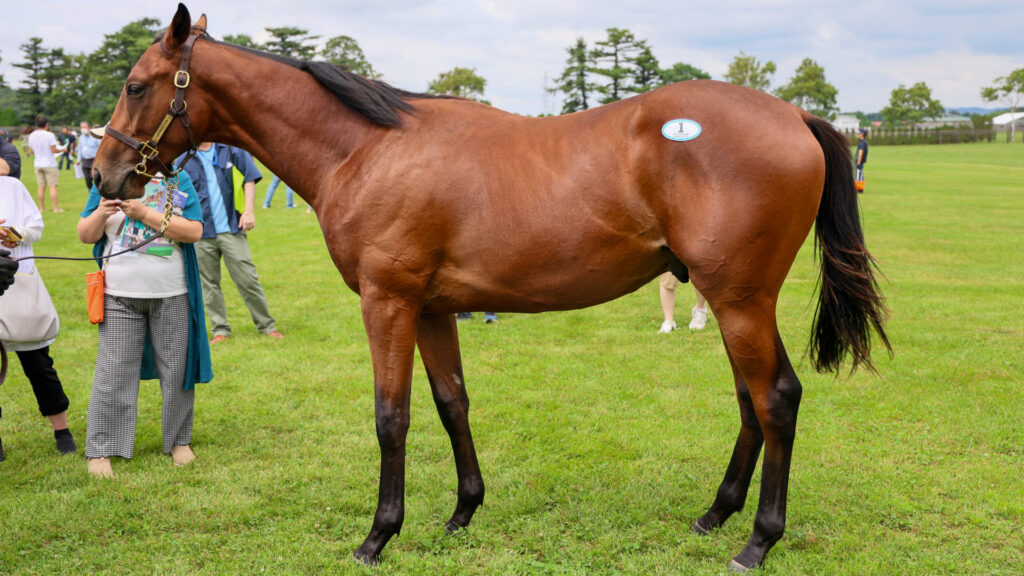 2025年シルク・ホースクラブ募集馬ツアーで訪れたノーザンファームYearling。鹿毛の牡馬「プティフォリーの24」を真横から撮影した馬体の写真。