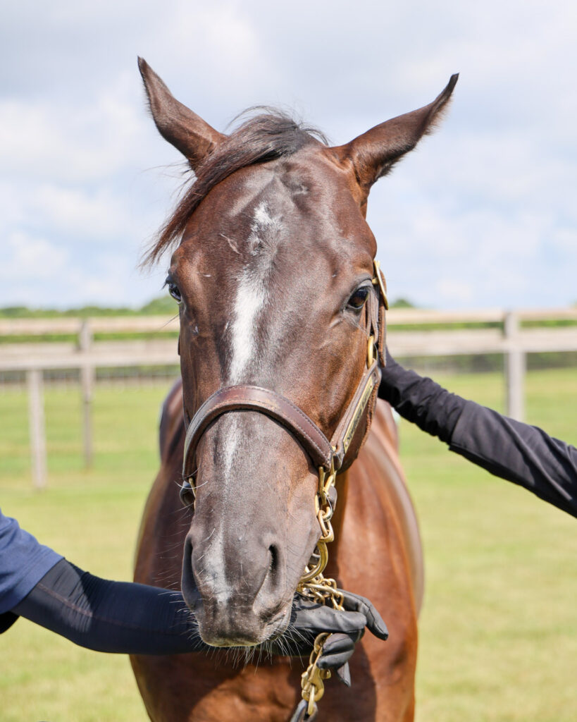2025年シルク・ホースクラブ募集馬ツアーで訪れたノーザンファームYearling。青鹿毛の牡馬「リアアメリアの24」を正面から撮影した写真。まだ仔馬らしい表情。