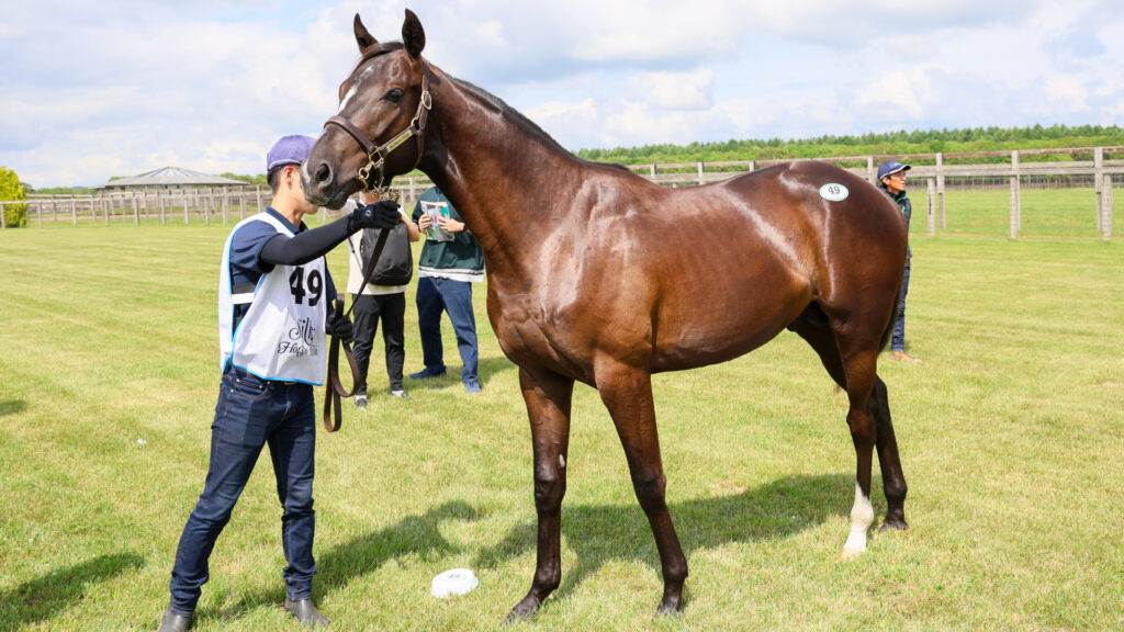 2025年シルク・ホースクラブ募集馬ツアーで訪れたノーザンファームYearling。青鹿毛の牡馬「リアアメリアの24」を横から撮影した馬体の写真。