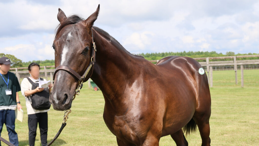 2025年シルク・ホースクラブ募集馬ツアーで訪れたノーザンファームYearling。青鹿毛の牡馬「リアアメリアの24」を斜め前から撮影した写真。