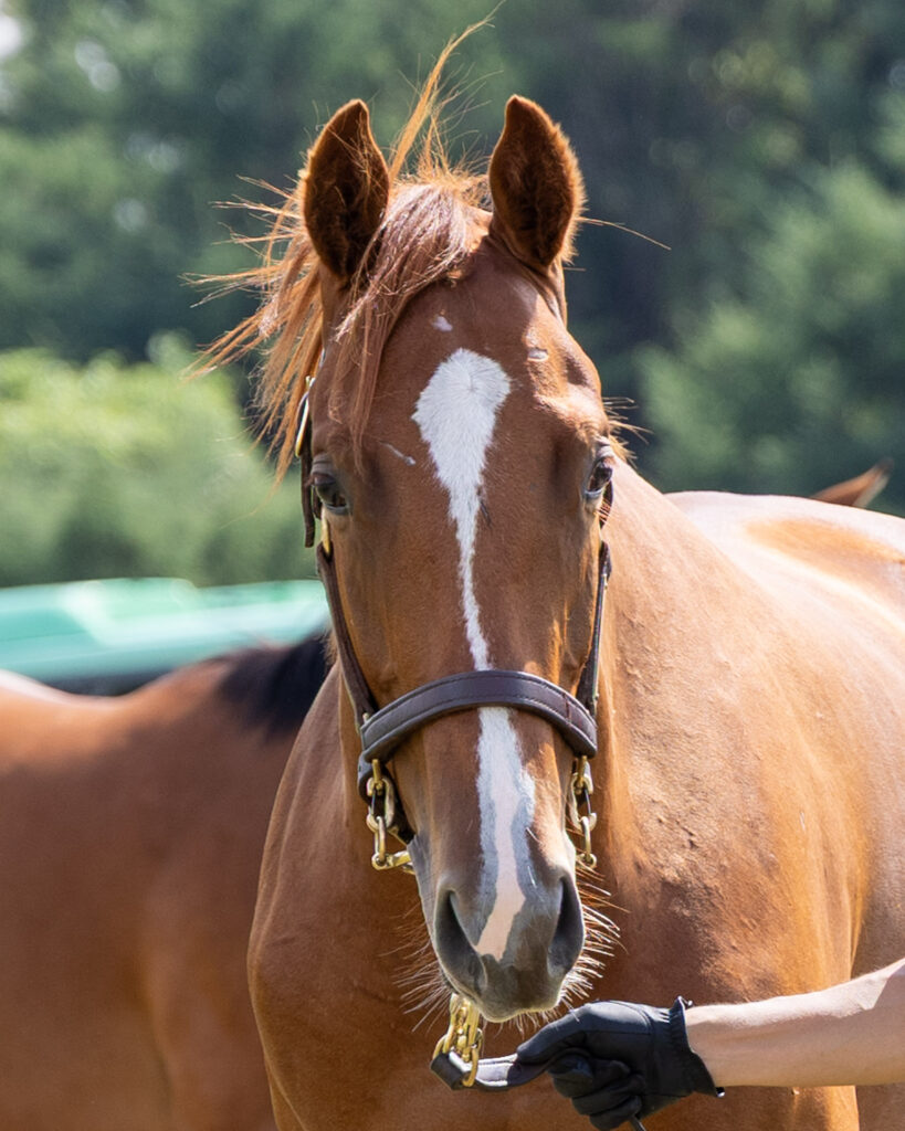 2025年シルク・ホースクラブ募集馬ツアーで訪れたノーザンファームYearling。栗毛の牡馬「ローブティサージュの24」を正面から撮影した写真。まだ、あどけなさが残る表情がかわいい。