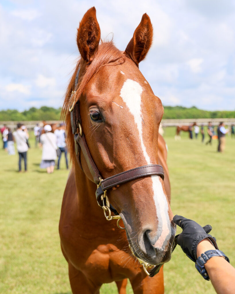 2025年シルク・ホースクラブ募集馬ツアーで訪れたノーザンファームYearling。栗毛の牡馬「ローブティサージュの24」を正面から撮影した写真。派手な毛色に流星がかわいい。