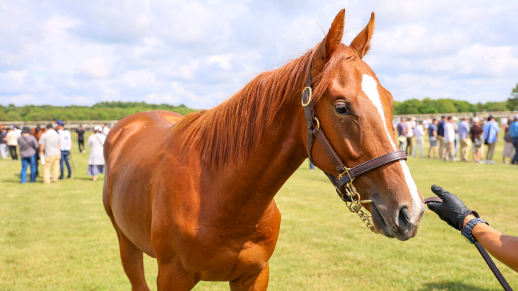 2025年シルク・ホースクラブ募集馬ツアーで訪れたノーザンファームYearling。栗毛の牡馬「ローブティサージュの24」を斜め前から撮影した写真。流星がきれい。