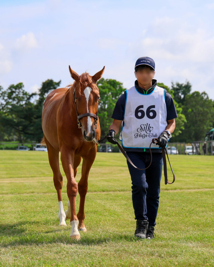 2025年シルク・ホースクラブ募集馬ツアーで訪れたノーザンファームYearling。栗毛の牡馬「ローブティサージュの24」が、担当者さんと歩いているのを正面から捉えた写真。