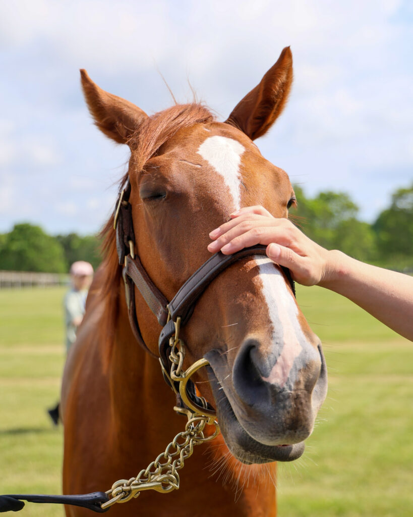 2025年シルク・ホースクラブ募集馬ツアーで訪れたノーザンファームYearling。栗毛の牡馬「ローブティサージュの24」が、顔を撫でられているのを正面から撮影した写真。かわいい。