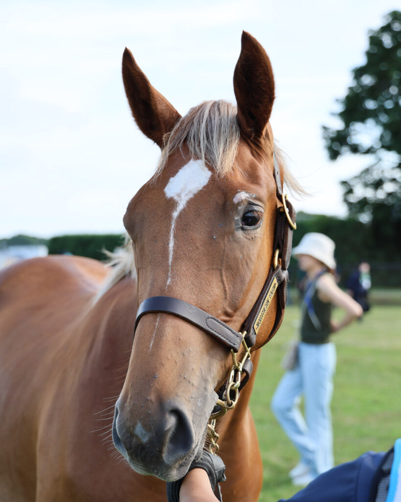 2025年シルク・ホースクラブ募集馬ツアーで訪れたノーザンファームYearling。栗毛の牝馬「サラキアの24」を正面から撮影した写真。かわいらしい表情に、金髪っぽいタテガミが相まっておしゃれ。