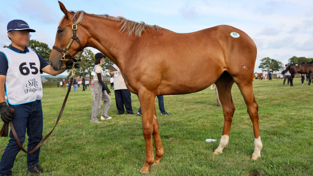 2025年シルク・ホースクラブ募集馬ツアーで訪れたノーザンファームYearling。栗毛の牝馬「サラキアの24」を真横から撮影した写真。