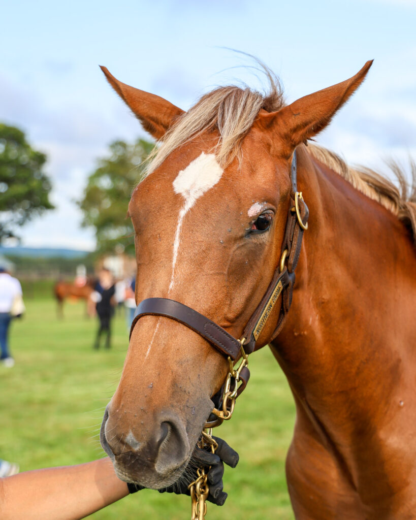 2025年シルク・ホースクラブ募集馬ツアーで訪れたノーザンファームYearling。栗毛の牝馬「サラキアの24」を正面から撮影した写真。金髪っぽいタテガミがおしゃれ。