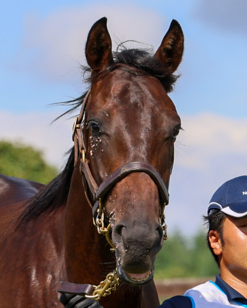 2025年シルク・ホースクラブ募集馬ツアーで訪れたノーザンファームYearling。黒鹿毛の牡馬「ヴォーセルの24」を正面から撮影した写真。落ち着いた顔つき。