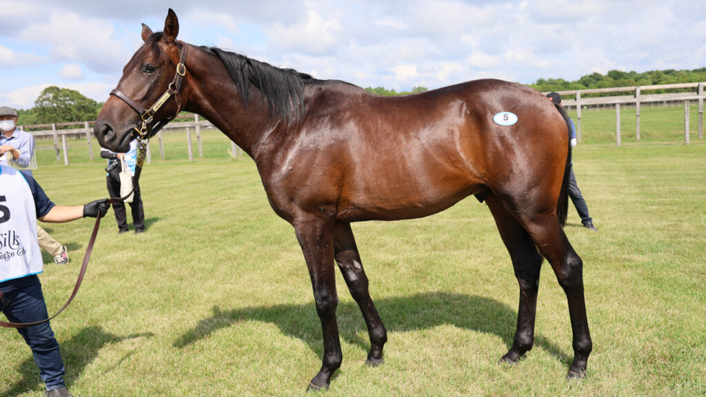 2025年シルク・ホースクラブ募集馬ツアーで訪れたノーザンファームYearling。黒鹿毛の牡馬「ヴォーセルの24」を真横から撮影した写真。