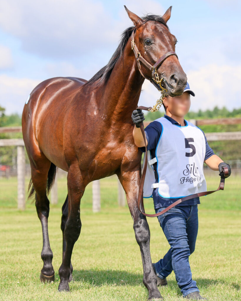 2025年シルク・ホースクラブ募集馬ツアーで訪れたノーザンファームYearling。黒鹿毛の牡馬「ヴォーセルの24」が堂々と歩いている姿。