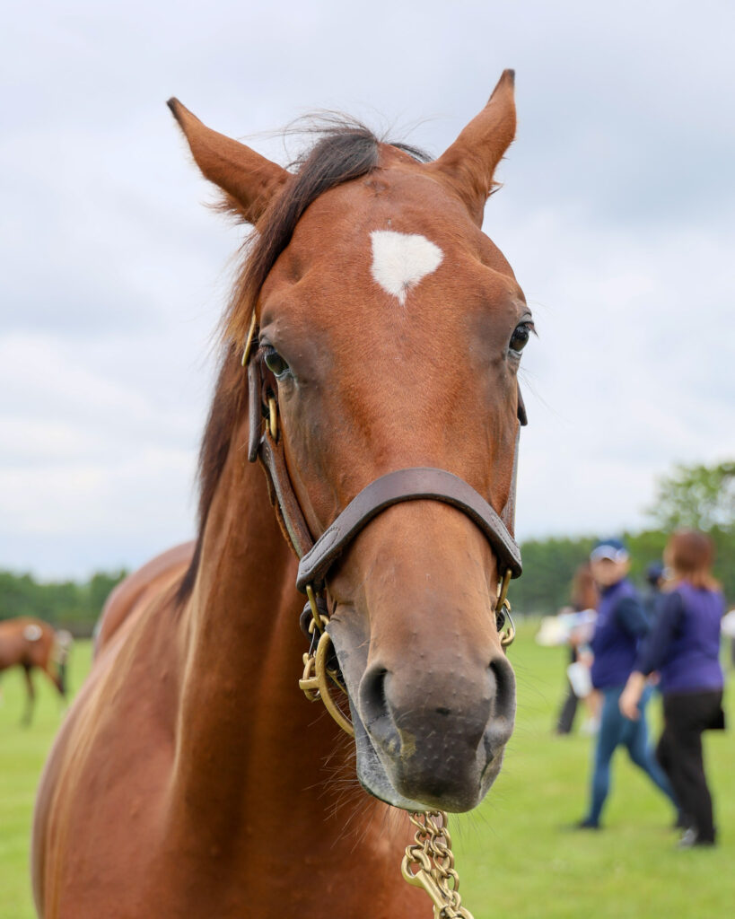2025年シルク・ホースクラブ募集馬ツアーで訪れたノーザンファームYearling。鹿毛の牡馬「ウィクトーリアの24」を正面から撮影した写真。まだ子供っぽさが残る一枚。