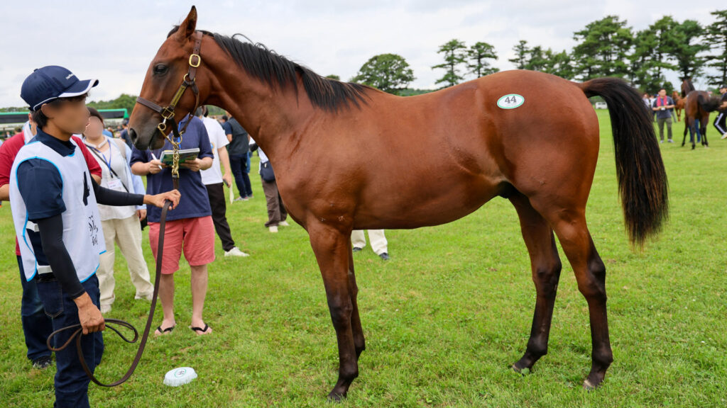 2025年シルク・ホースクラブ募集馬ツアーで訪れたノーザンファームYearling。鹿毛の牡馬「ウィクトーリアの24」を真横から撮影した馬体の写真。