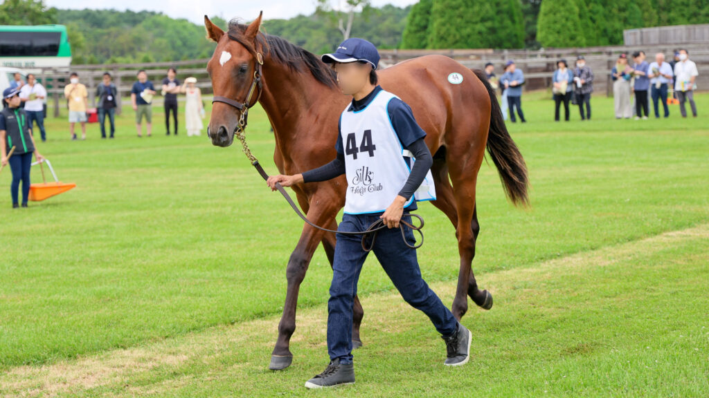 2025年シルク・ホースクラブ募集馬ツアーで訪れたノーザンファームYearling。鹿毛の牡馬「ウィクトーリアの24」が周回展示で担当者さんと歩く姿を斜め前から捉えた写真。