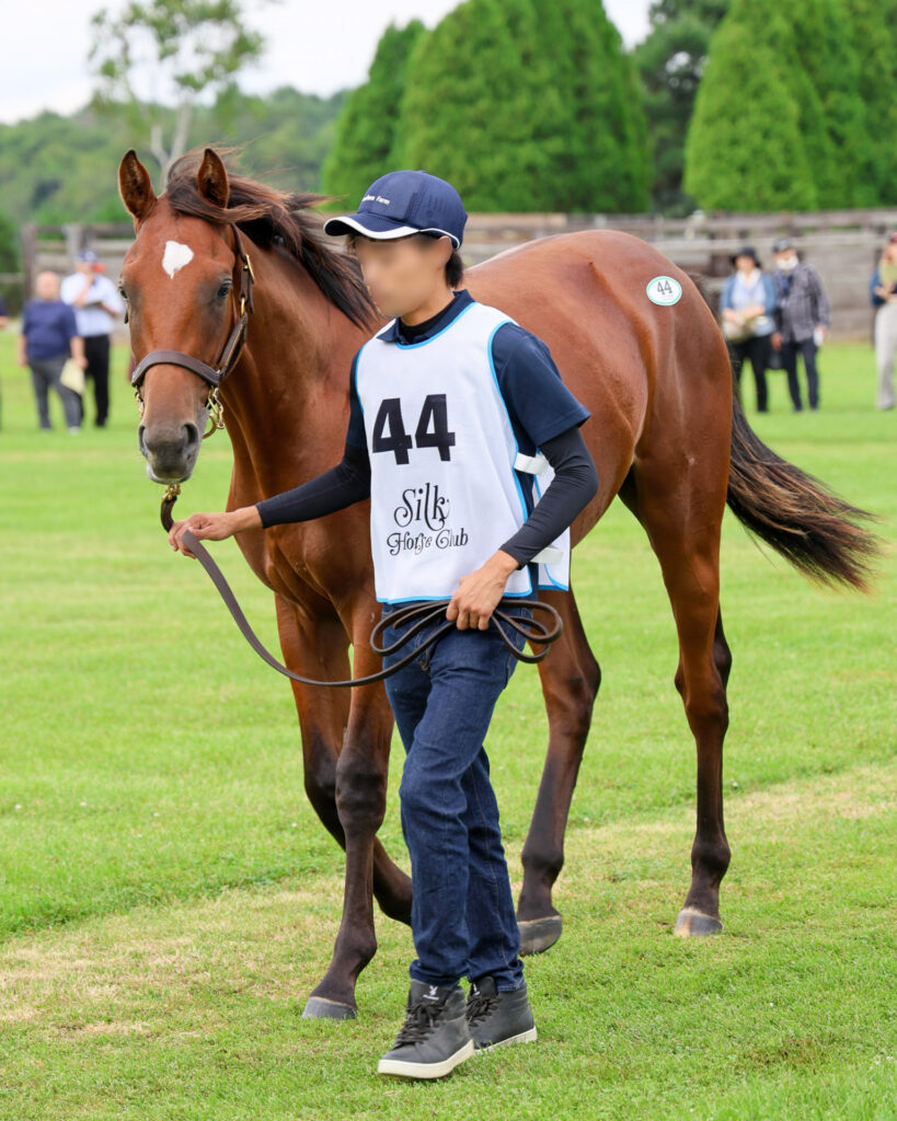 2025年シルク・ホースクラブ募集馬ツアーで訪れたノーザンファームYearling。鹿毛の牡馬「ウィクトーリアの24」が周回展示で担当者さんと歩く姿を斜め前から捉えた写真。カメラ目線でかわいい。