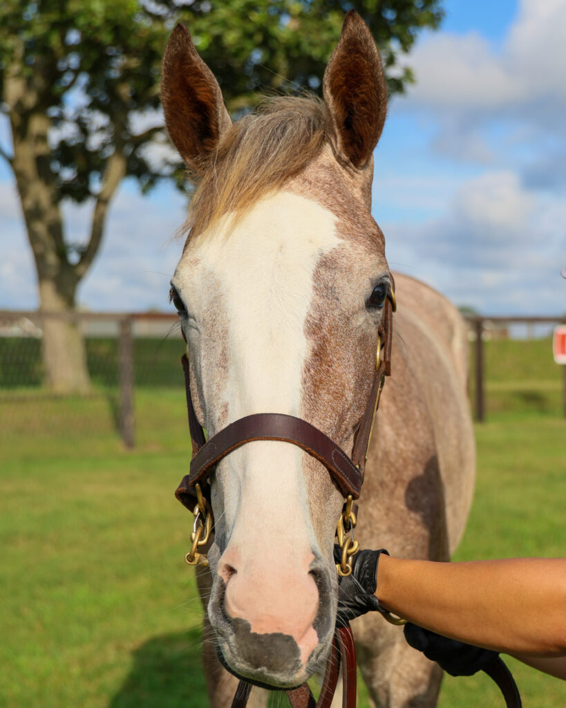 2025年シルク・ホースクラブ募集馬ツアーで訪れたノーザンファームYearling。派手な流星が特徴の芦毛の牝馬「ヴェルスパーの24」の正面からの写真。