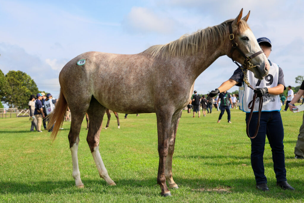 2025年シルク・ホースクラブ募集馬ツアーで訪れたノーザンファームYearling。派手な流星が特徴の芦毛の牝馬「ヴェルスパーの24」の真横から撮影した写真。2本の後ろ脚は白いソックスを履いている。