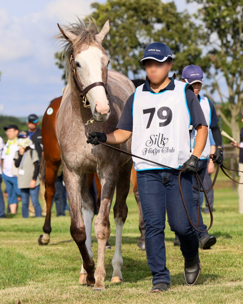 2025年シルク・ホースクラブ募集馬ツアーで訪れたノーザンファームYearling。派手な流星が特徴の芦毛の牝馬「ヴェルスパーの24」が展示で周回する可憐な姿。前から撮影した写真。