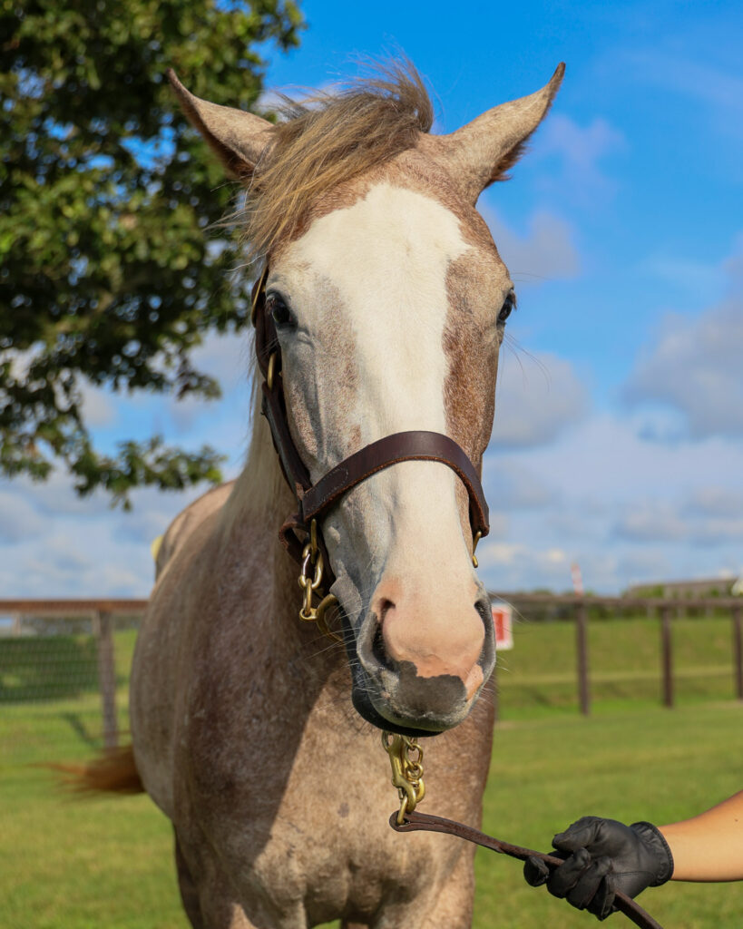 2025年シルク・ホースクラブ募集馬ツアーで訪れたノーザンファームYearling。派手な流星が特徴の芦毛の牝馬「ヴェルスパーの24」の正面からの写真。
