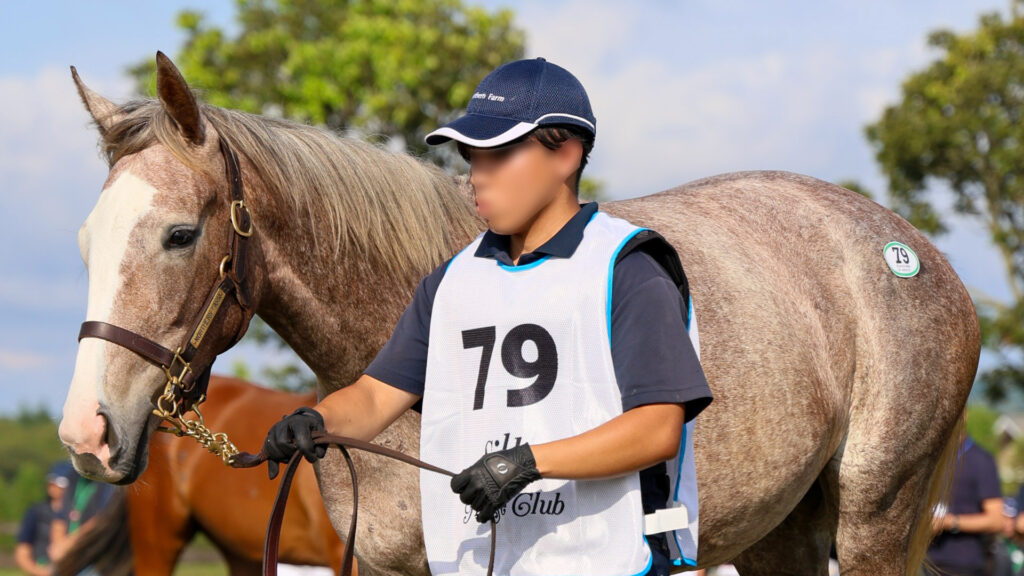 2025年シルク・ホースクラブ募集馬ツアーで訪れたノーザンファームYearling。派手な流星が特徴の芦毛の牝馬「ヴェルスパーの24」が展示で周回する可憐な姿。横から撮影した写真。