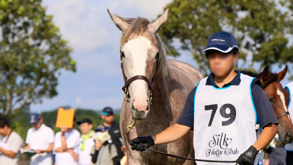 2025年シルク・ホースクラブ募集馬ツアーで訪れたノーザンファームYearling。派手な流星が特徴の芦毛の牝馬「ヴェルスパーの24」が展示で周回する可憐な姿。
