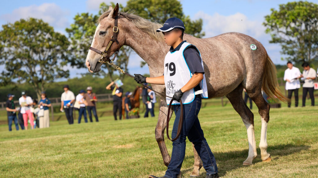 2025年シルク・ホースクラブ募集馬ツアーで訪れたノーザンファームYearling。派手な流星が特徴の芦毛の牝馬「ヴェルスパーの24」が展示で担当者さんと周回する可憐な姿。横から撮影した写真。