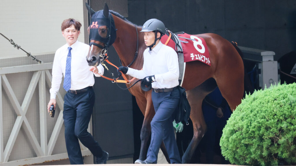 GⅡローズステークス当日、阪神競馬場のパドックに二人引きで入場する出資馬のチェルビアット。落ち着いているように見える。