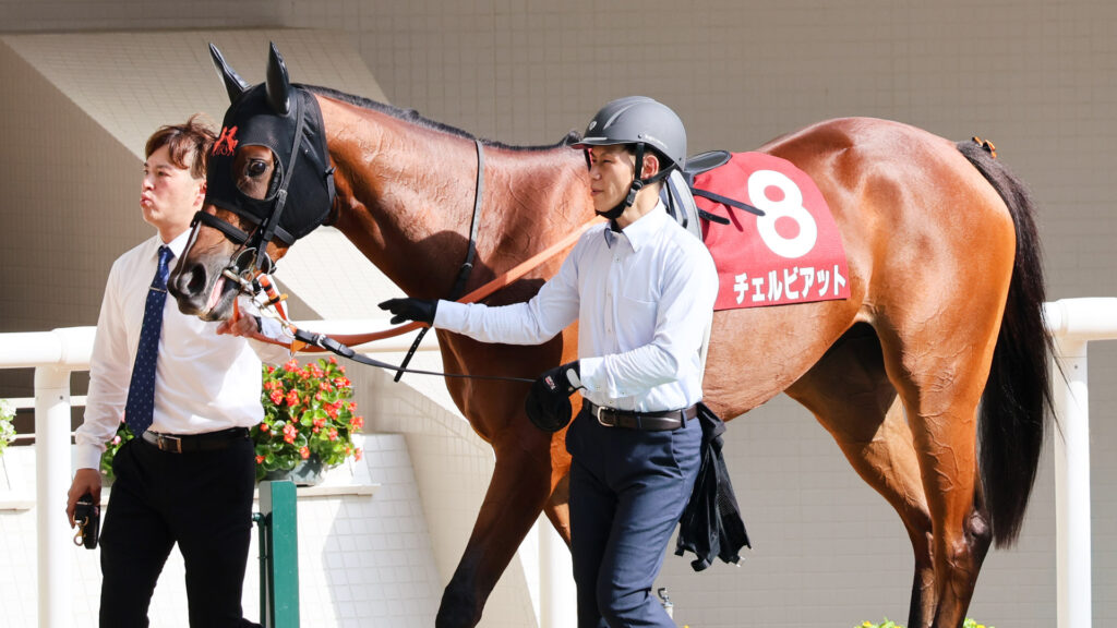 GⅡローズステークス当日、阪神競馬場のパドックを二人引きで歩く出資馬のチェルビアットの馬体を横から捉えた写真。綺麗に仕上がっている。