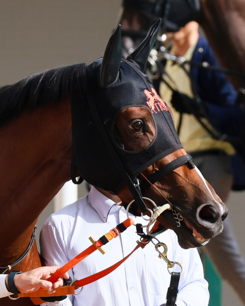 GⅡローズステークス当日、阪神競馬場のパドックを落ち着いて歩くチェルビアットの横顔のアップ。