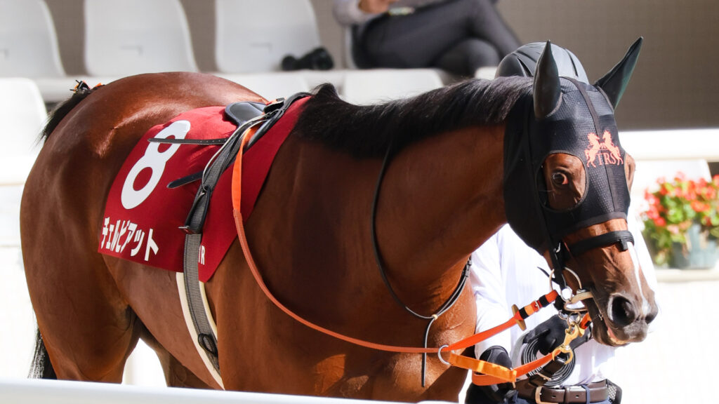 GⅡローズステークス当日、阪神競馬場のパドックをゆったりと歩くチェルビアット。無駄肉の無い綺麗な馬体に仕上がっている。