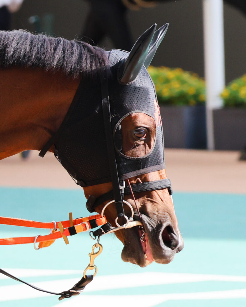 GⅡローズステークス当日、阪神競馬場のパドックをゆったりと歩くチェルビアットの横顔。瞳が美しい。