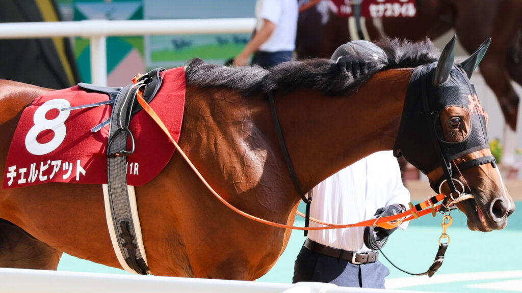 GⅡローズステークス当日、阪神競馬場のパドックをゆったりと歩くチェルビアットを横から撮影した写真。サラブレッドらしい綺麗な鹿毛の牝馬。