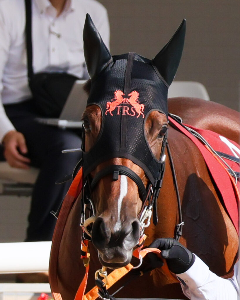 GⅡローズステークス当日、阪神競馬場のパドックをゆったりと歩くチェルビアットを正面から捉えた写真。落ち着いて歩けている。