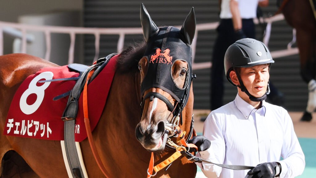 GⅡローズステークス当日、阪神競馬場のパドックを厩務員さんに引かれてゆったりと歩くチェルビアット。観客のほうを見る瞳がかわいらしい。