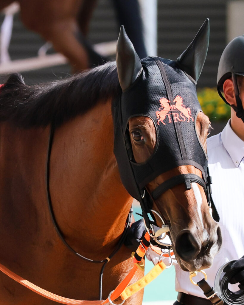 GⅡローズステークス当日、阪神競馬場のパドックをゆったりと歩くチェルビアット。落ち着いた穏やかな表情が印象的。