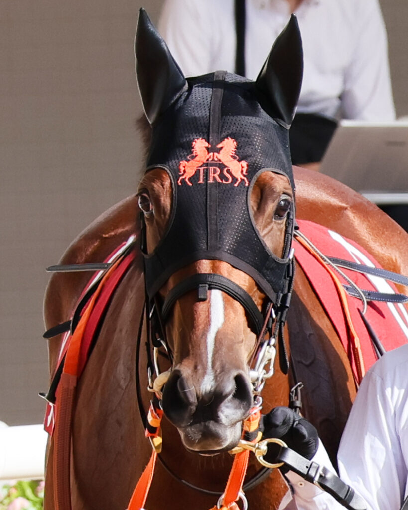 GⅡローズステークス当日、阪神競馬場のパドックをゆったりと歩くチェルビアットを正面から撮影した写真。大きな両目がかわいい。