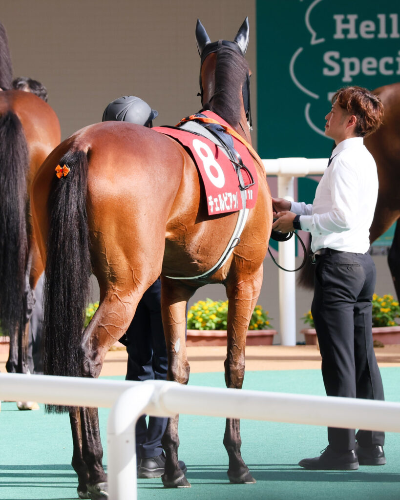 GⅡローズステークス当日、阪神競馬場のパドック。騎乗命令がかかり騎手を待つチェルビアット。尻尾につけたリボンが魅力的。