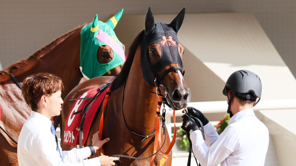 GⅡローズステークス当日、阪神競馬場のパドックで馬装を直して貰うチェルビアット。スンッと落ち着いた表情。