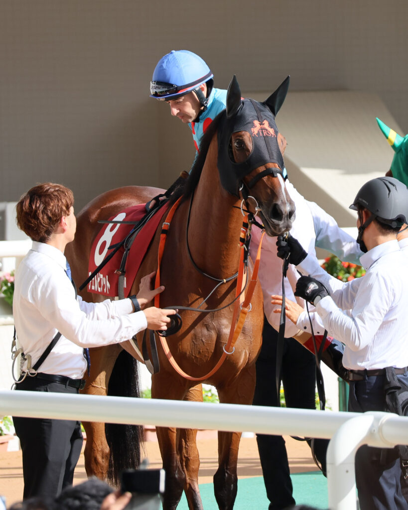 GⅡローズステークス（2025年）で阪神競馬場に出走した出資馬のチェルビアット。ルメール騎手が騎乗する瞬間の写真。落ち着いて待っている。