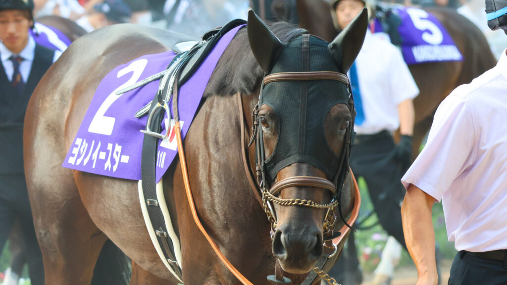 スプリンターズステークスのパドックで周回するヨシノイースター。7歳だがまだ目には闘志が宿っている。