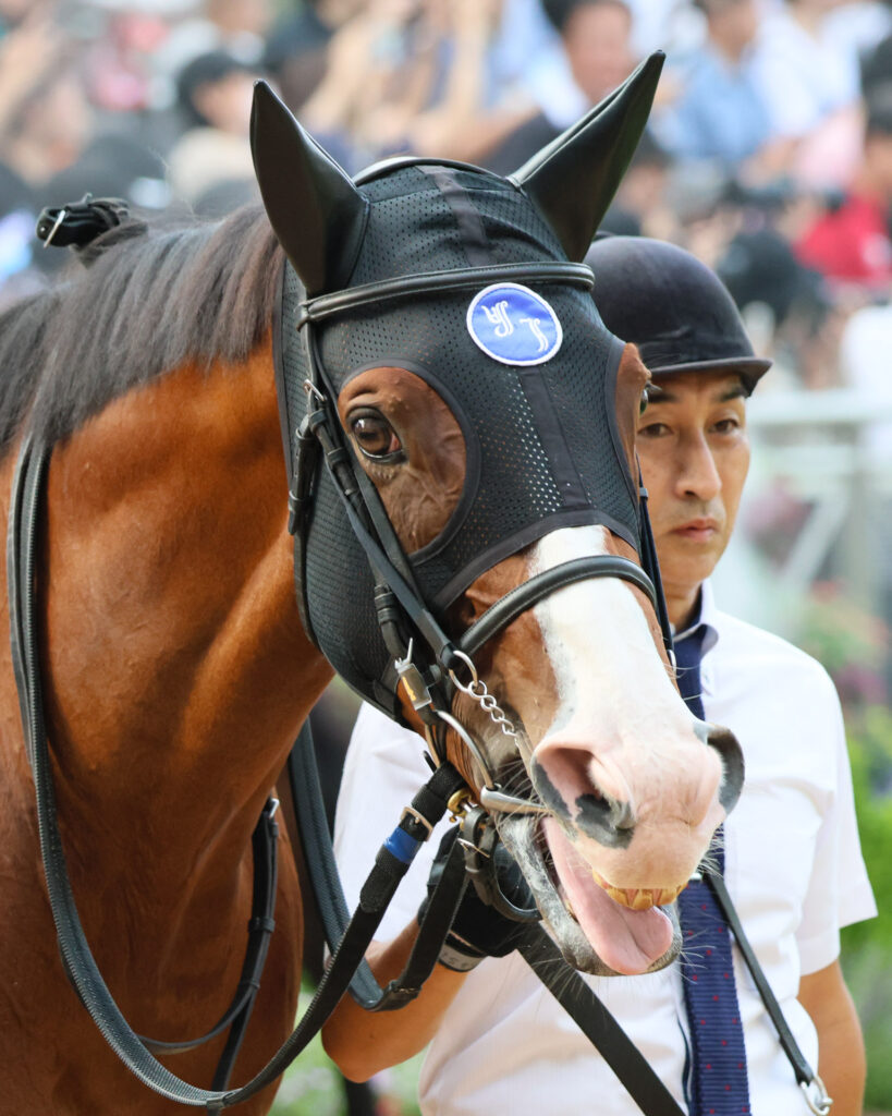 スプリンターズステークスのパドックで落ち着いた様子を見せるママコチャ。GⅠ馬の貫禄を持ちながら、愛らしさあふれる多彩な表情で人々を惹きつけていた。