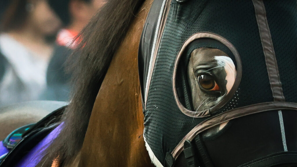 風を切るように歩くその姿に、春とは違う風格があった。カンチェンジュンガの鋭いまなざしが、頂点への強い意志を語っていた。