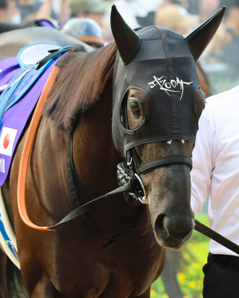 2025年スプリンターズステークス（GⅠ）中山競馬場のパドックで、2年連続2着からのGⅠ制覇を目指すナムラクレアが鋭い目つきで落ち着いて周回。勝利への執念を感じる姿。